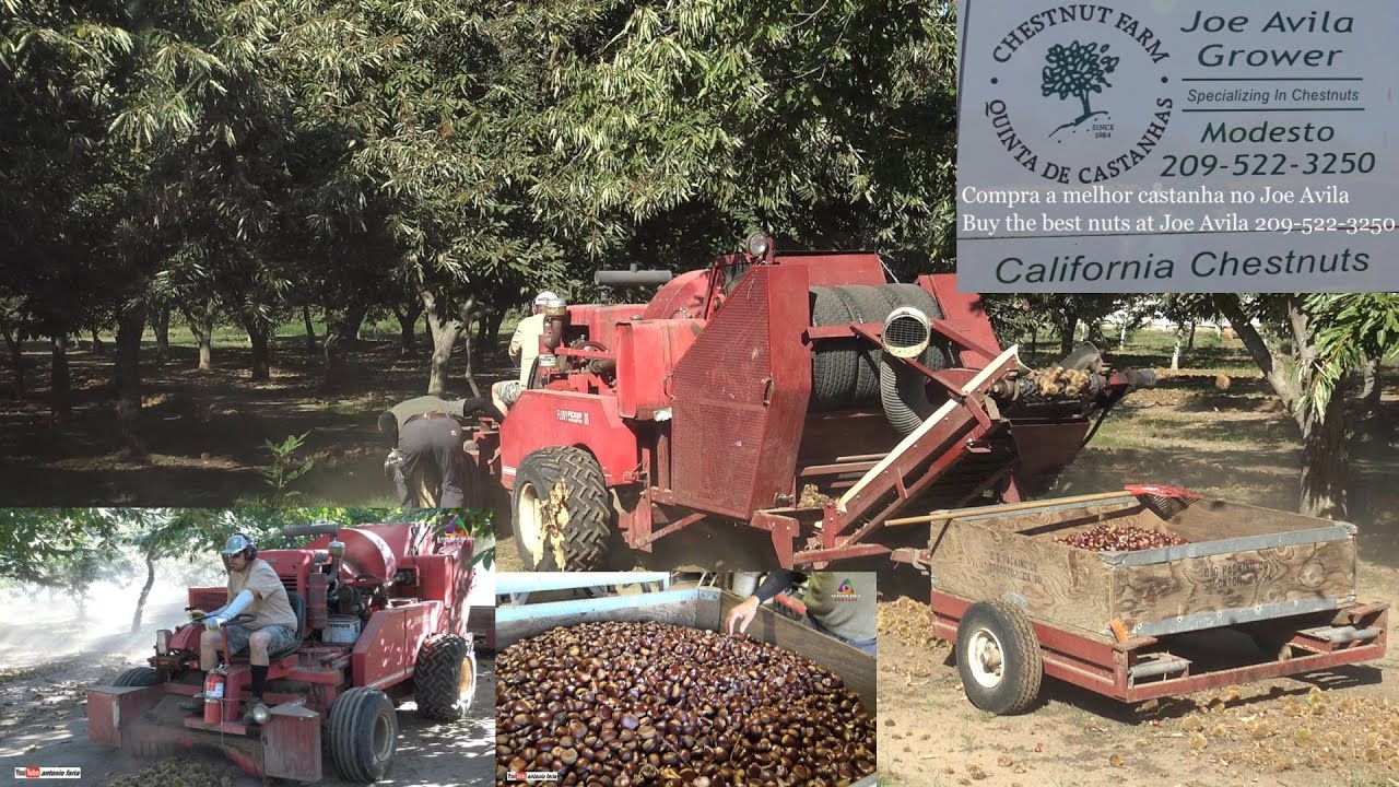 Apanha da castanha com maquinas de Joe Avila Modesto Califórnia 2025