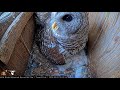 Cornell Lab WBU Barred Owl - Puszczyk kreskowany🐥🌹🍀🐥🌹🍀🐥🌹🍀- Karmienie trojaczków 10/04/2024