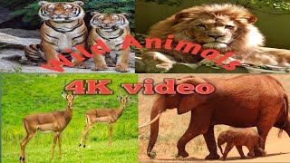 world of Animals 4K-Scnic Wildlife Film with calming music