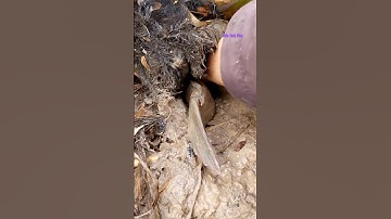 Cá Lớn - bắt Cá Lóc Khủng ẩn nấp trong hốc bùn 😱 #khacthuyvlogg