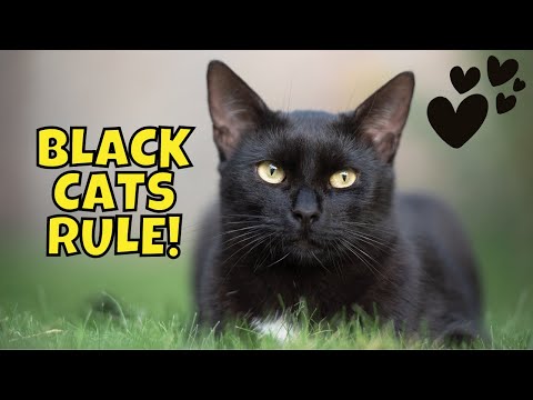 Video: Waarom een zwarte kat adopteren? Black Cat Appreciation Day