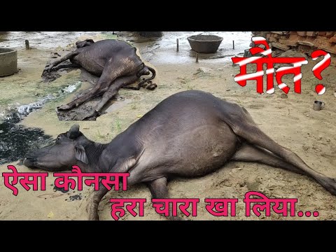 वीडियो: क्या तिपतिया घास खाने से गाय बीमार हो सकती हैं?