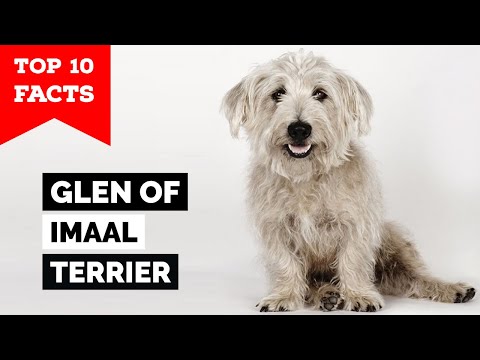 Βίντεο: Glen του Imaal Terrier