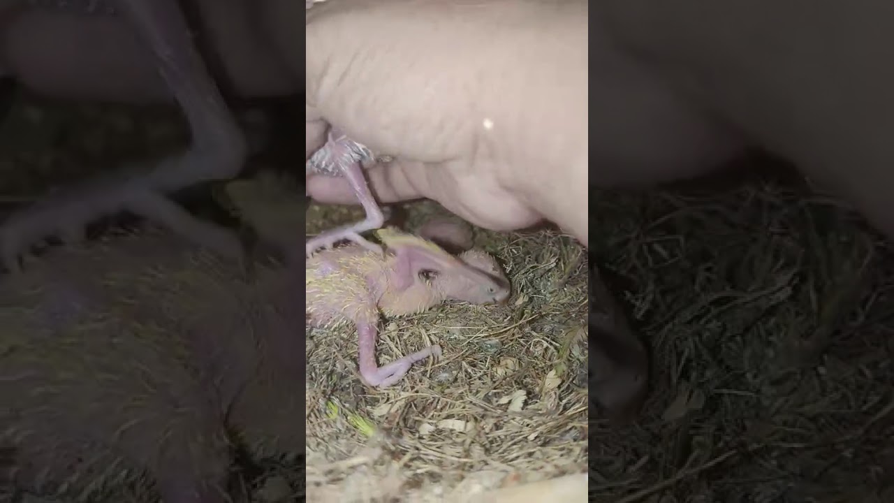 Inakay na red eye tapos puti balahibo ?  At Bagong aabangan  na nman tayo 