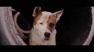 Beverly Hills Chihuahua 2008 - Papi Meets Rafa And Chucho