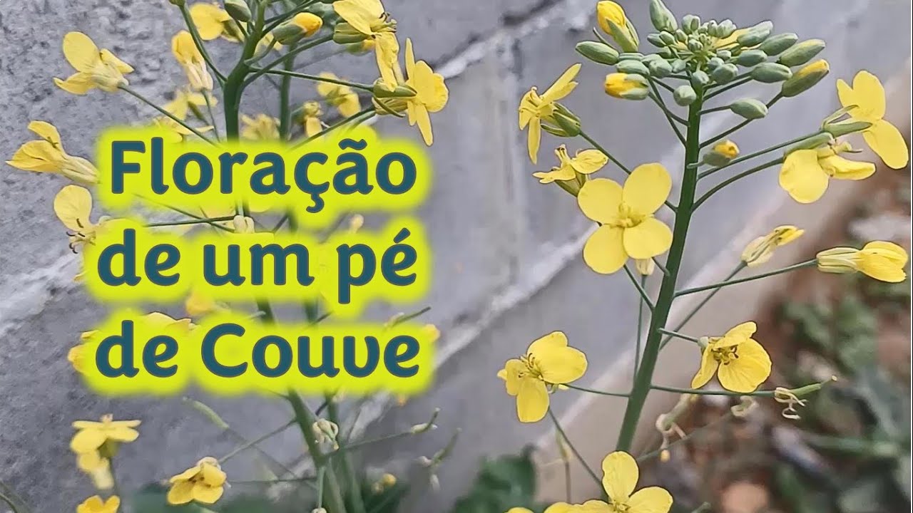 Floração de um pé de Couve - YouTube