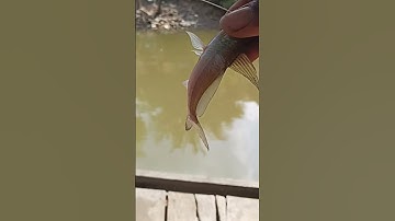 cá chốt giấy mình thả luôn nhe #cauca#song#chê miền tây