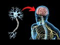 ¿Qué es el SISTEMA NERVIOSO CENTRAL y cómo funciona? (Y sus partes)🧠