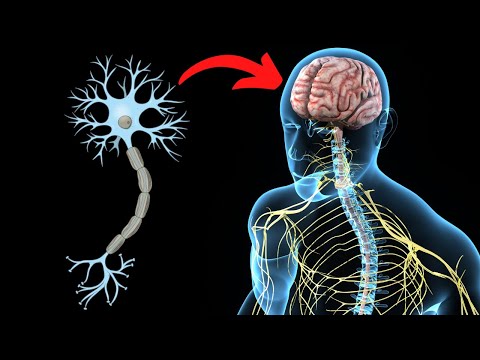 Video: ¿Qué neurona se encuentra en el sistema nervioso central?