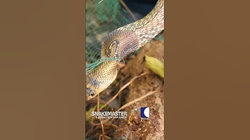 "Vava Suresh rescues a king cobra caught in a net.