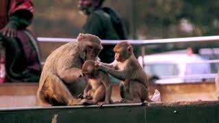 Monkey Menace - 2018 Wcff Trailer
