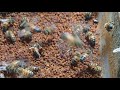 Beekeepers and stingless bee getting bee pollen #honey #beekeeper #beehive #nature #beelove #farm