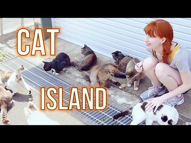 CAT ISLAND in Japan! (Tashirojima