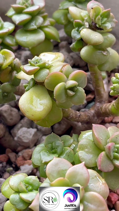 JustKis #138 (SV) Planting Succulent Outdoor in Malaysia under the Rain & Sun #succulent