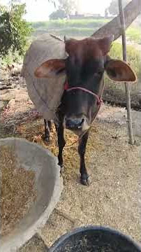 #motivation #facts #janemerijanemanbachpankapyarmerabhulnahijanare #motivational #jiskeaanesemukamm