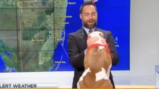 Best TV News Bloopers Fails All Time  #3 May 2020