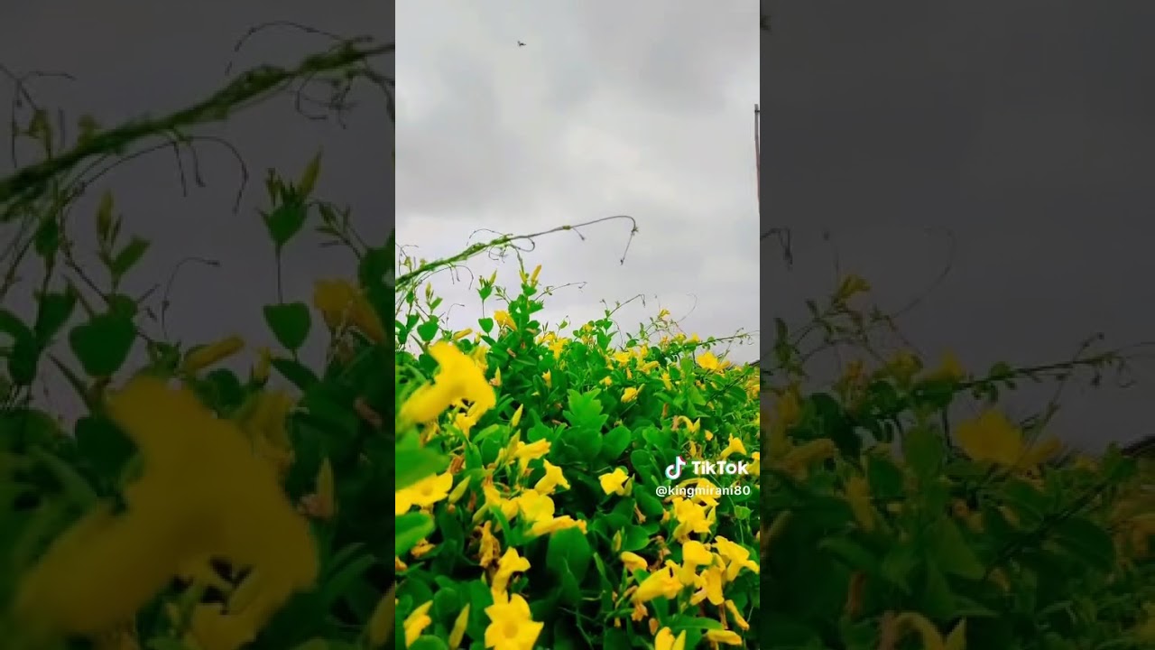 Yesterday Weather in Karachi 