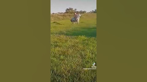 Τα τσιγγάνικα άλογα