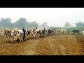 A large group of bulls is ploughing the field  traditional village life in old punjab  traditional