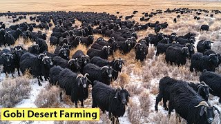 Millions Of Animals In The Gobi Desert Are Raised By Farmers This Way - Farming Documentary