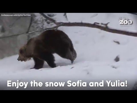 Video: Nini Cha Kutembelea Ufini: Helsinki Zoo