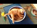 Cutest Pet Videos Compilation Animals Doing Cute Stuff