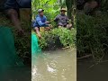 berotan ikan graskap mantap