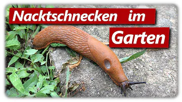 Wann Schnecken absammeln?