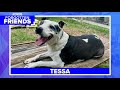 Senior dog named Tessa loves long walks and kids | Forgotten Friends