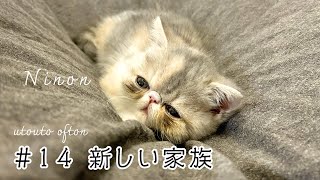 【3匹目のお迎え編①】子猫のニノンをお迎えしました #エキゾチックショートヘア #子猫 #kitten #エキゾチックショートヘア