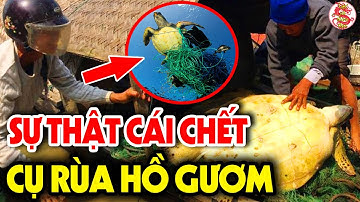 CỰC SỐC: Lần Đầu Tiết Lộ Bí Mật ĐỘNG TRỜI Đằng Sau Sự Ra Đi Đau Đớn Của Cụ Rùa Đền Ngọc Sơn Hồ Gươm