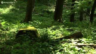 Relax with PURE HARMONY - 11 REDNEZ-VOUS (PURERELAX.TV)