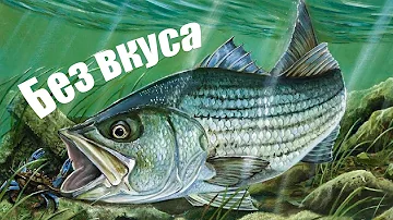 Самая невкусная речная рыба по мнению рыбаков!