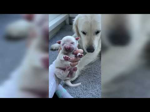 First days with our New Puppies!
