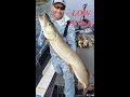 51 34 inch top water muskie this is how you become jimmy 51 at tamarack lodge lake of the woods