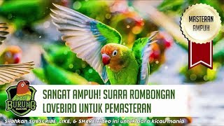 AMPUH! Suara Rombongan Burung Lovebird Untuk Masteran