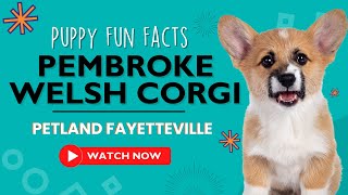 Everything you need to know about Pembroke Welsh Corgi puppies! by Petland Fayetteville 2 views 9 months ago 1 minute, 5 seconds