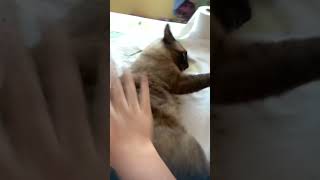 #ishowspeed #2026 #meme #fypシ #cats #nadaprafazer