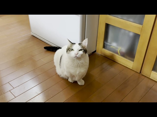 「さっき食べたやろ」お母さんにちょっとだけ怒られるわがままな猫