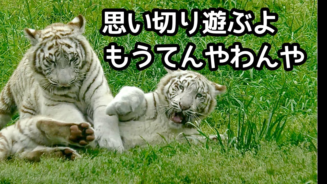 ホワイトタイガー　月と時雨　転げ回って遊んでいます【伊豆アニマルキングダム】White tiger Tsuki-chan Shigure-kun Izu Animal Kingdom