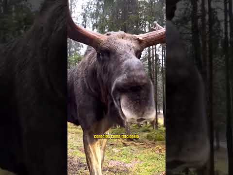 Video: ¿Los alces son más que un alce?