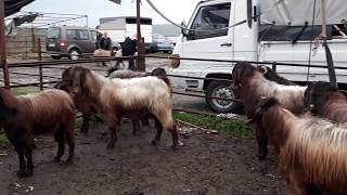 Halep Tekeler - Hatay Canlı Hayvan Pazar Turu