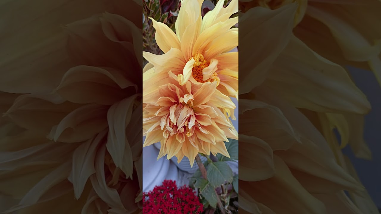 Flowerng pot Decoration in House Front side