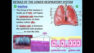 The Respiratory System - Lesson 2 - Anatomy of the Respiratory System