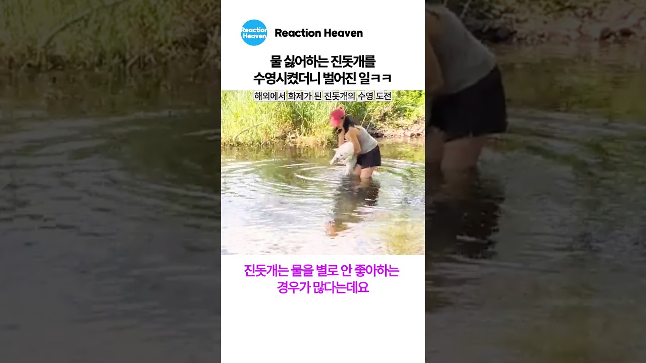 물 싫어하는 진돗개가 수영하다 보인 반응ㅋㅋ