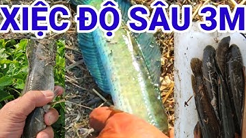 chinh phục cá lóc ở độ sâu 3m @Nattv83