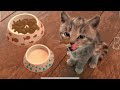 My Favorite Cat Little Kitten Adventure - Play Fun Cute Kitten Care Games For Kids Adventure