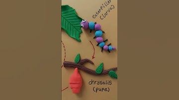 Life cycle of butterfly 🦋 || clay modelling #shorts #diy #art #project #science