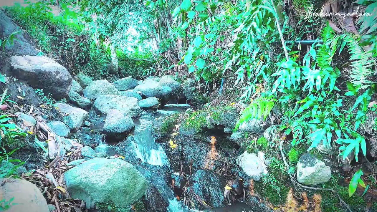 Relaxing Nature Sounds, Forest Ambience, Bird Singing, Water Sounds, Nature Sounds, ASMR, Enjoy 