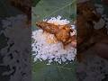 Lunch time #ytshorts #chicken #youtube #youtubenextup #lunch #jharkhandcooking #bihar